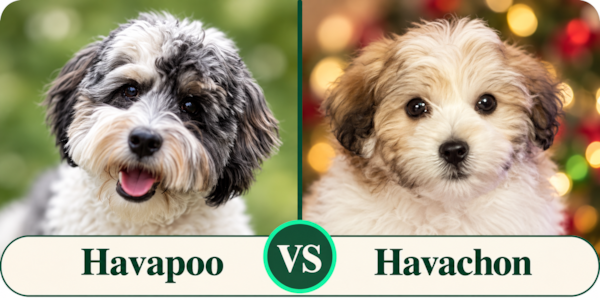 Havapoo vs Havachon: Which Is Right for You?