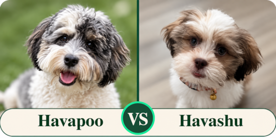 Havapoo vs Havashu Comparison