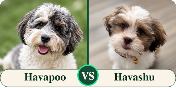 Havapoo vs Havashu: Which Is Right for You?