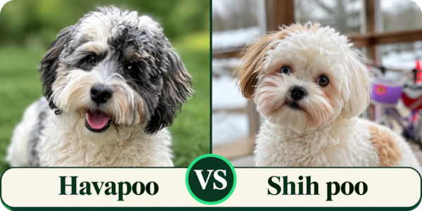 Havapoo vs Shih Poo: Which Is Right for You?