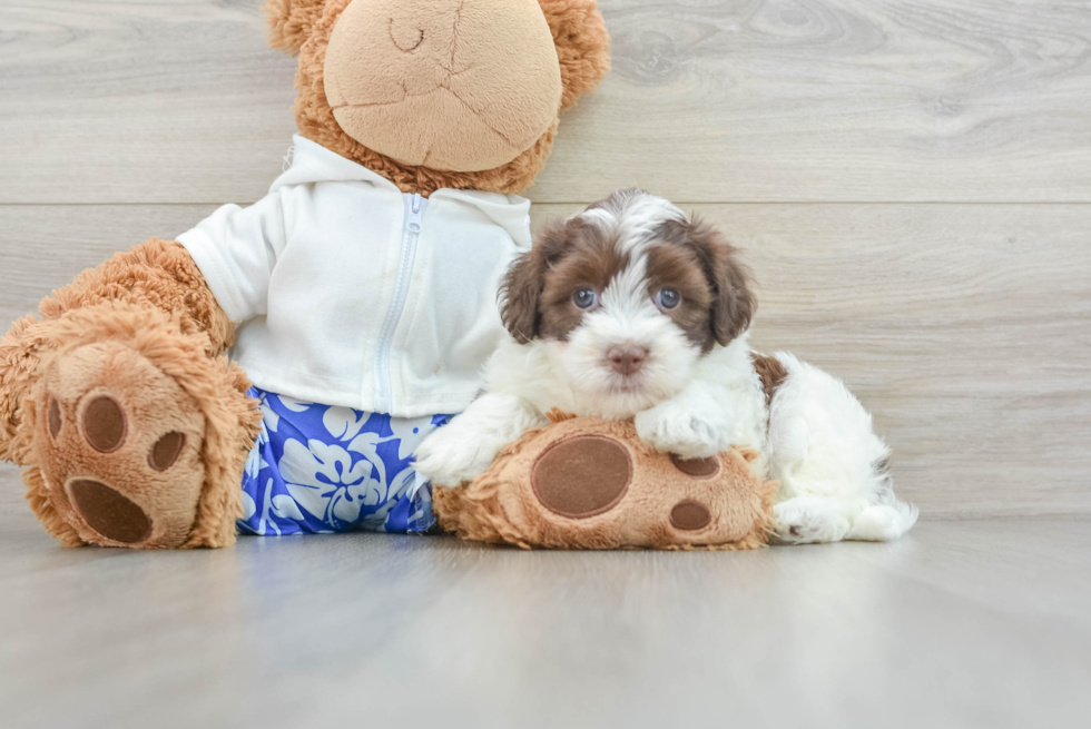 Energetic Havadoodle Poodle Mix Puppy