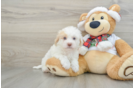 Adorable Havadoodle Poodle Mix Puppy