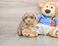 7 week old Havapoo Puppy For Sale - Pilesgrove Pups