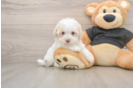 Fluffy Havapoo Poodle Mix Pup