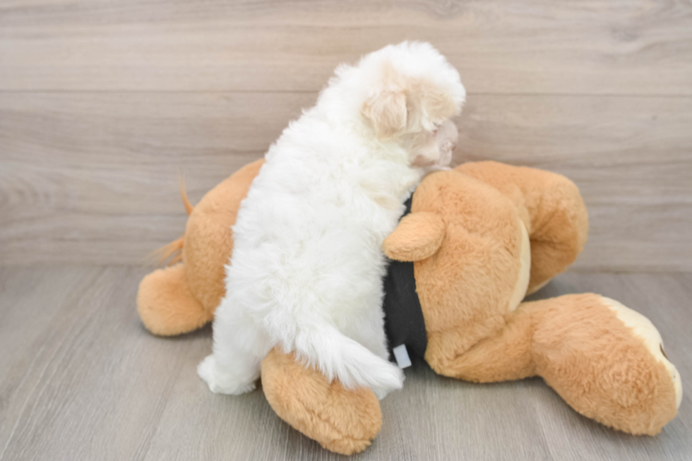 Havapoo Puppy for Adoption