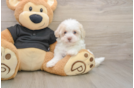 Friendly Havapoo Baby