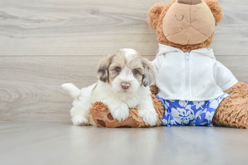 Smart Havapoo Poodle Mix Pup