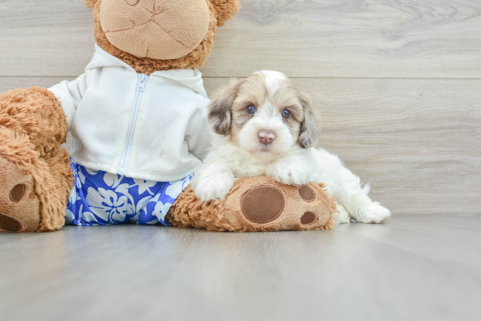 Smart Havapoo Poodle Mix Pup