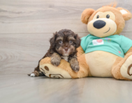 5 week old Havapoo Puppy For Sale - Pilesgrove Pups