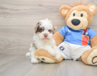 7 week old Havapoo Puppy For Sale - Pilesgrove Pups