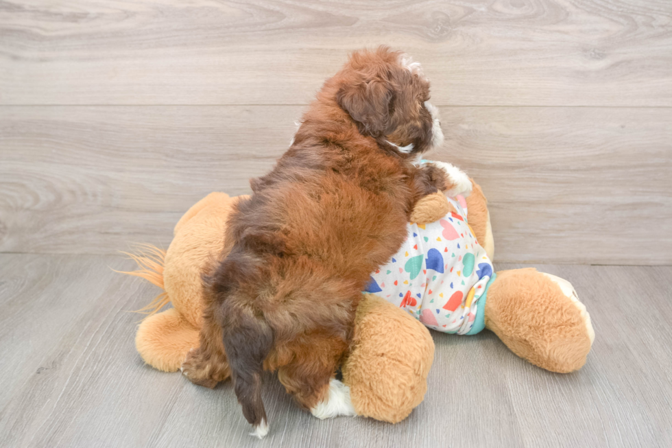 Havapoo Pup Being Cute