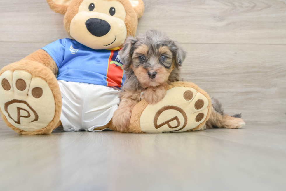 Havapoo Puppy for Adoption