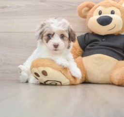 7 week old Havapoo Puppy For Sale - Pilesgrove Pups