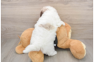 Petite Havapoo Poodle Mix Pup