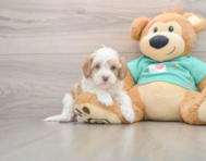 5 week old Havapoo Puppy For Sale - Pilesgrove Pups