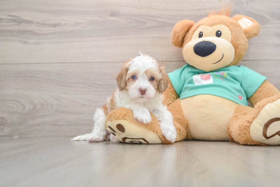 Havapoo Puppy for Adoption