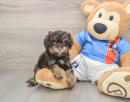 7 week old Havapoo Puppy For Sale - Pilesgrove Pups