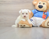 5 week old Morkie Puppy For Sale - Pilesgrove Pups