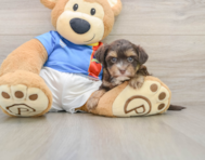 5 week old Morkie Puppy For Sale - Pilesgrove Pups