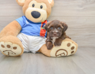 5 week old Morkie Puppy For Sale - Pilesgrove Pups