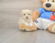 5 week old Morkie Puppy For Sale - Pilesgrove Pups