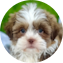 Havashu Puppy For Sale - Pilesgrove Pups Havashu Puppy For Sale - Pilesgrove Pups