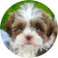 Havashu Puppies For Sale - Pilesgrove Pups Havashu Puppies For Sale - Pilesgrove Pups