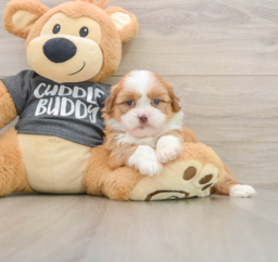 6 week old Havashu Puppy For Sale - Pilesgrove Pups