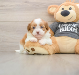 6 week old Havashu Puppy For Sale - Pilesgrove Pups