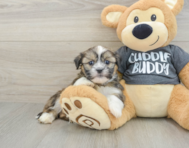 5 week old Havashu Puppy For Sale - Pilesgrove Pups