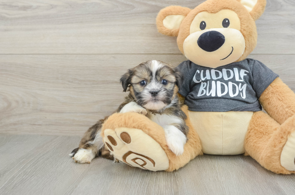 6 week old Havashu Puppy For Sale - Pilesgrove Pups