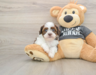 5 week old Havashu Puppy For Sale - Pilesgrove Pups