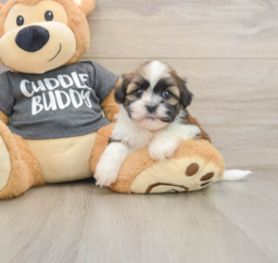 5 week old Havashu Puppy For Sale - Pilesgrove Pups