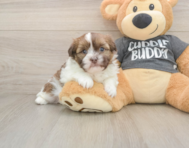5 week old Havashu Puppy For Sale - Pilesgrove Pups