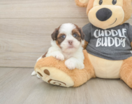 5 week old Havashu Puppy For Sale - Pilesgrove Pups