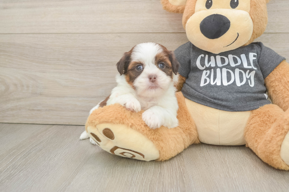 5 week old Havashu Puppy For Sale - Pilesgrove Pups