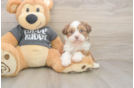 Playful Havanese Shih Tzu Mix Designer Puppy