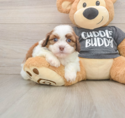 5 week old Havashu Puppy For Sale - Pilesgrove Pups