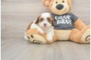 Havashu Pup Being Cute