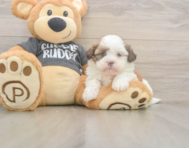 5 week old Havashu Puppy For Sale - Pilesgrove Pups