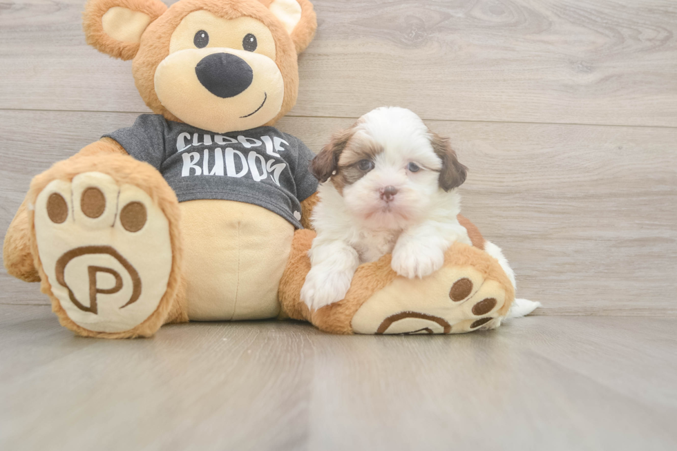 Playful Havanese Shih Tzu Mix Designer Puppy