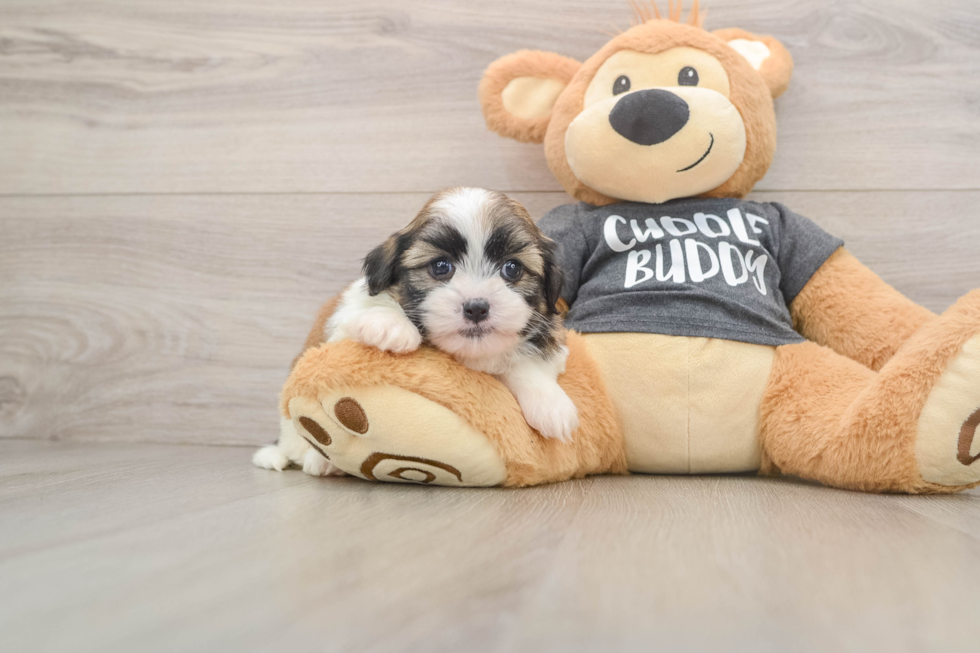 Havashu Pup Being Cute