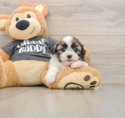 5 week old Havashu Puppy For Sale - Pilesgrove Pups