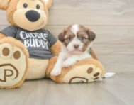 5 week old Havashu Puppy For Sale - Pilesgrove Pups