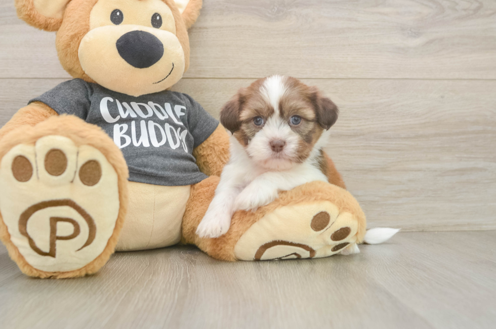 5 week old Havashu Puppy For Sale - Pilesgrove Pups