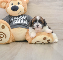 5 week old Havashu Puppy For Sale - Pilesgrove Pups