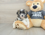 5 week old Havashu Puppy For Sale - Pilesgrove Pups