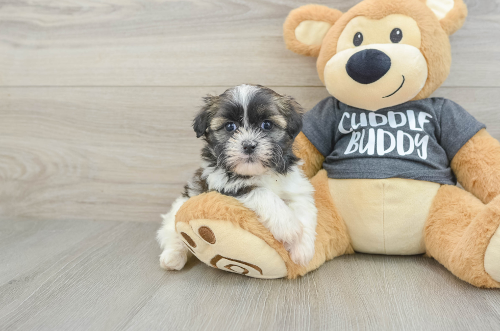6 week old Havashu Puppy For Sale - Pilesgrove Pups