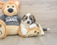 5 week old Havashu Puppy For Sale - Pilesgrove Pups