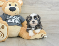 5 week old Havashu Puppy For Sale - Pilesgrove Pups